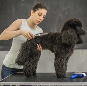 MBA en Dirección de Centros de Peluquería Canina y Felina