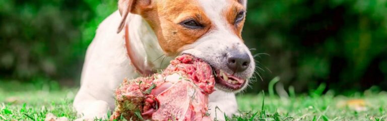 Descubre la dieta barf y las ventajas que tiene para sus mascotas