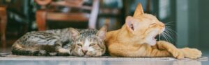 Descubre la esterilización en gatos y sus ventajas y desventajas